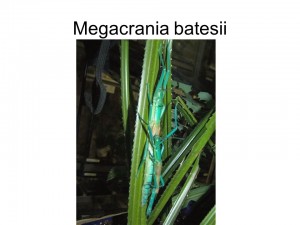 PSG 306 megacrania batesii